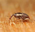 Oligolochus ornatus - photo 2