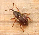 Oligolochus ornatus - photo 3