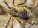 Oligolophus tridens