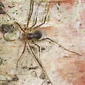 Oligolophus tridens - photo 2