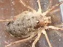 Oligolophus tridens - photo 4