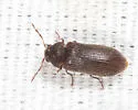 Oligomerus obtusus - Oligomerus obtusus