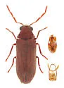 Oligomerus obtusus - photo 2
