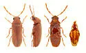Oligomerus obtusus - photo 3