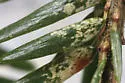 Spruce Spider Mite
