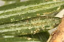 Spruce Spider Mite - photo 2