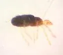 Spruce Spider Mite - photo 3