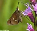 Twin-spot Skipper - Hodges#4114