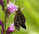 Twin-spot Skipper - Hodges#4114 - photo 2