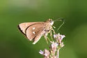 Twin-spot Skipper - Hodges#4114 - photo 3