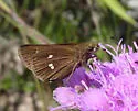 Twin-spot Skipper - Hodges#4114 - photo 4