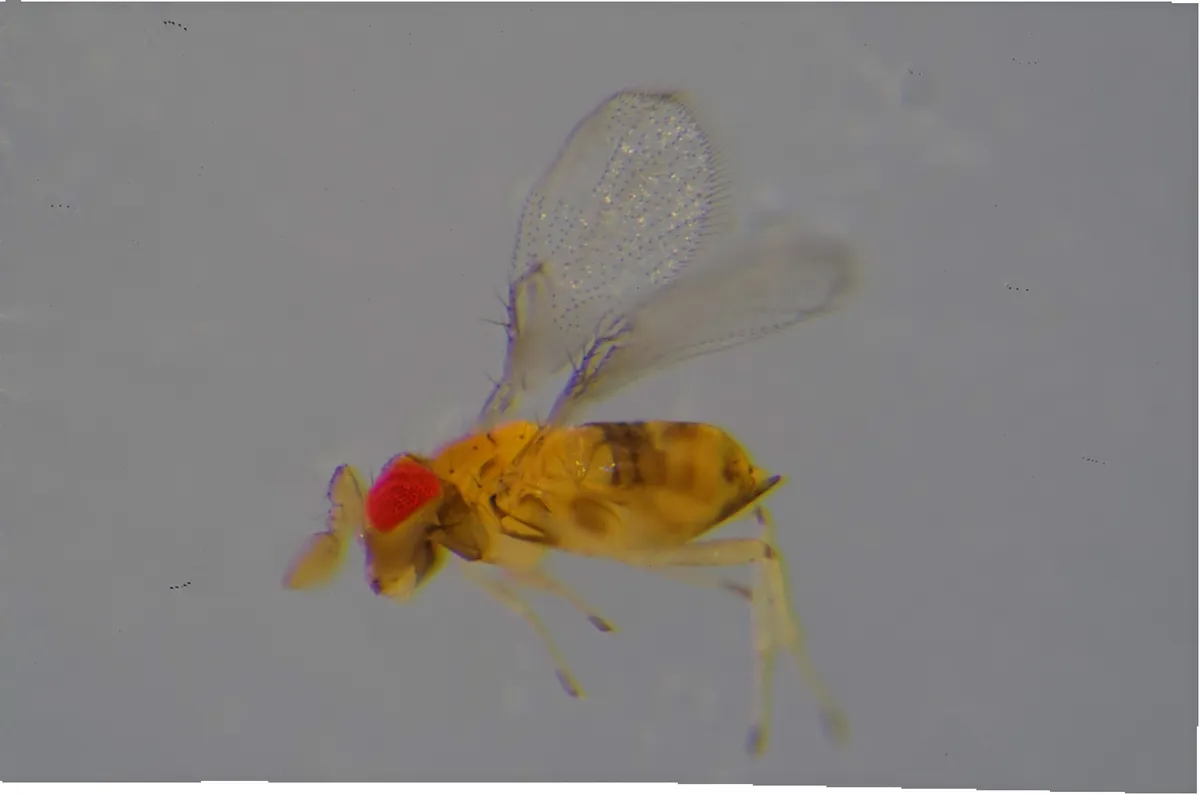 Oligosita pallida - photo 3