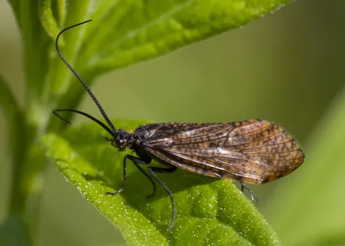 Oligostomis ocelligera