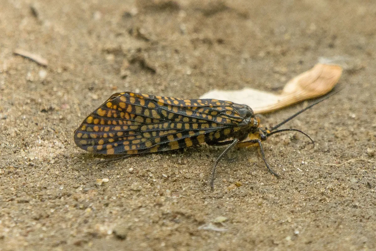 Oligostomis pardalis