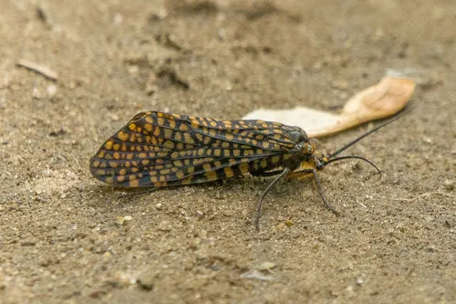 Oligostomis pardalis - photo 2