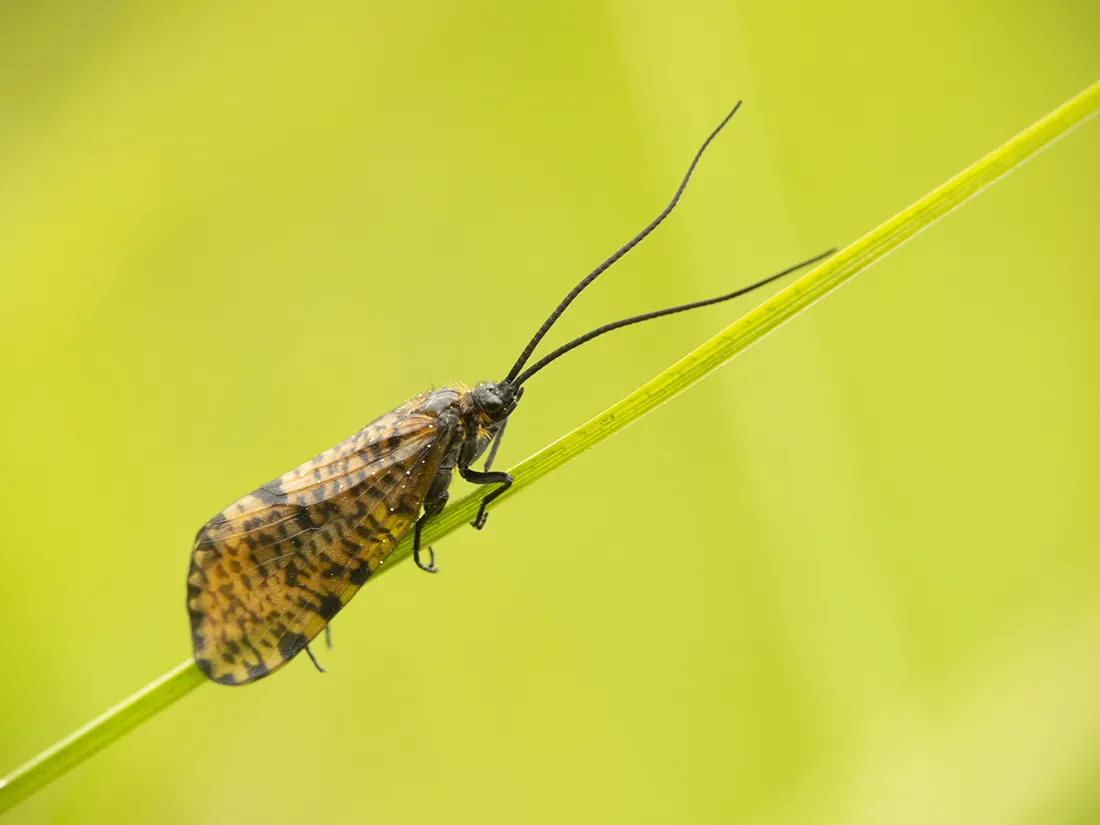 Oligostomis reticulata