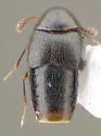 Oligota chrysopyga - Oligota chrysopyga