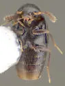 Oligota chrysopyga - photo 2