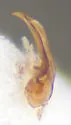 Oligota chrysopyga - photo 4