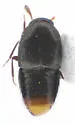 Oligota chrysopyga - photo 5