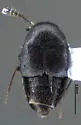Oligota polyporicola
