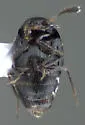 Oligota polyporicola - photo 2