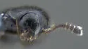 Oligota polyporicola - photo 4