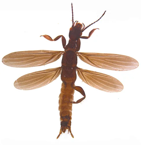 Oligotoma annandalei
