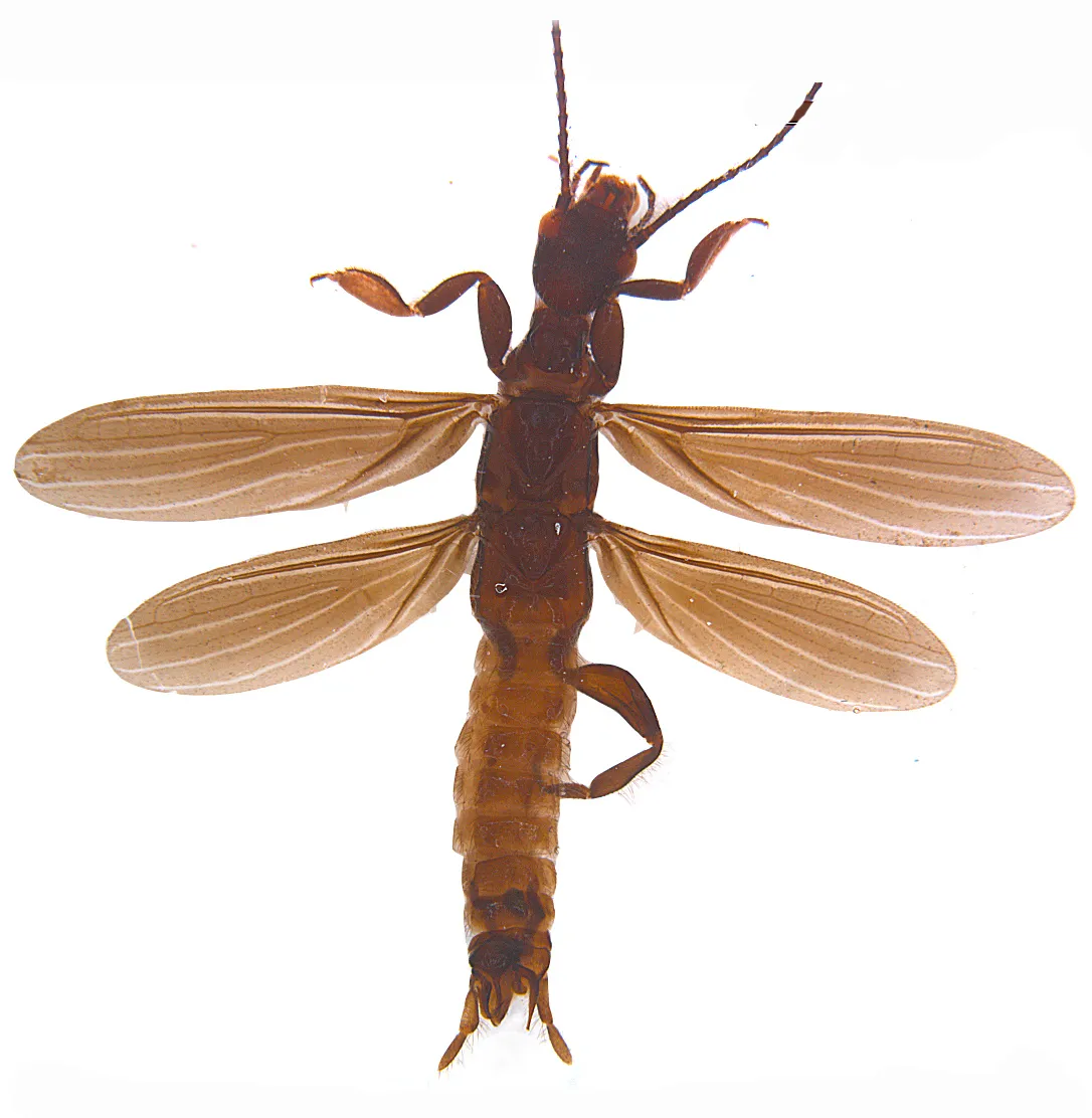 Oligotoma annandalei - photo 2