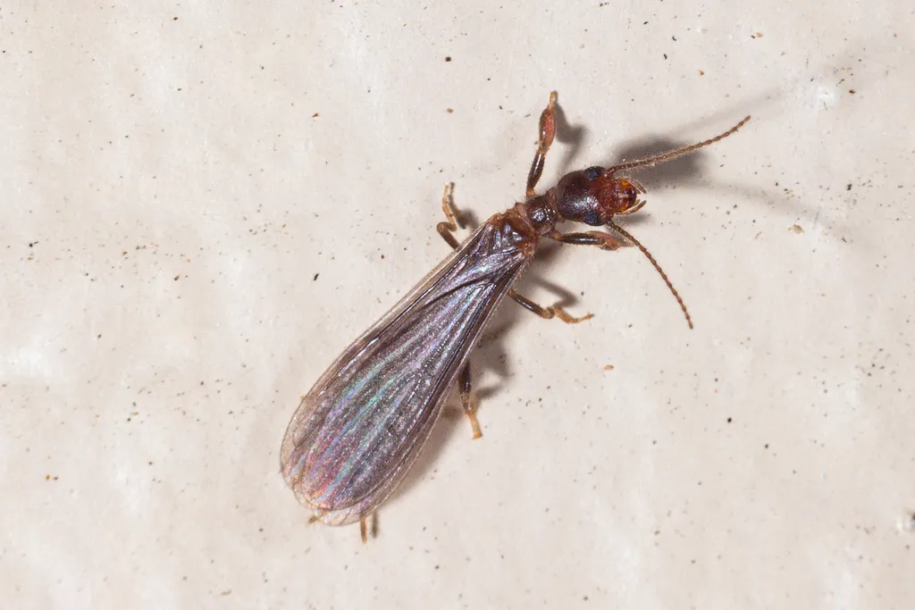 Saunders' Webspinner