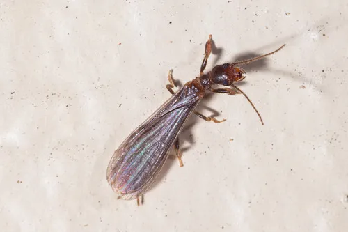 Saunders' Webspinner - photo 2