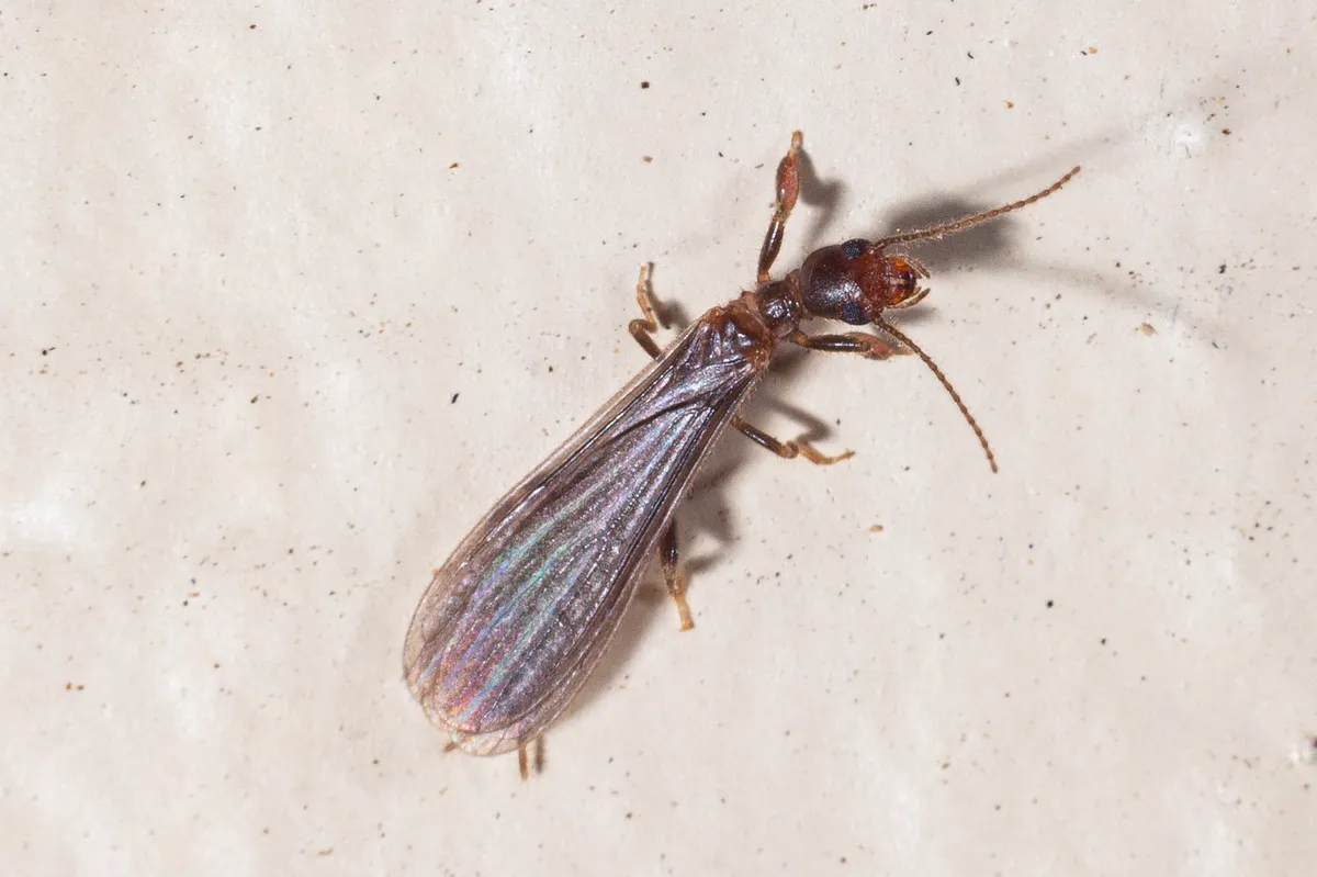 Saunders' Webspinner - photo 3