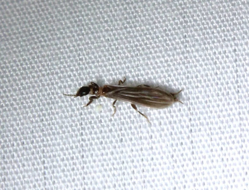 Oligotomidae - photo 2