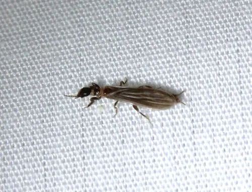 Oligotomidae - photo 3