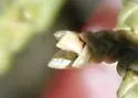 Juniper Tip Midge - photo 2