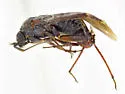 Oligotylus ceanothi - photo 2