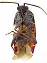 Oligotylus ceanothi - photo 3