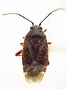 Oligotylus ceanothi - photo 4