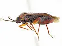 Oligotylus ceanothi - photo 5
