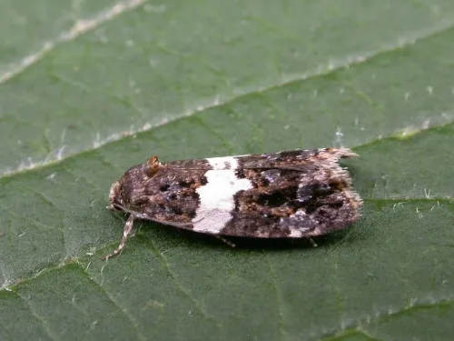 Olindia schumacherana - photo 2