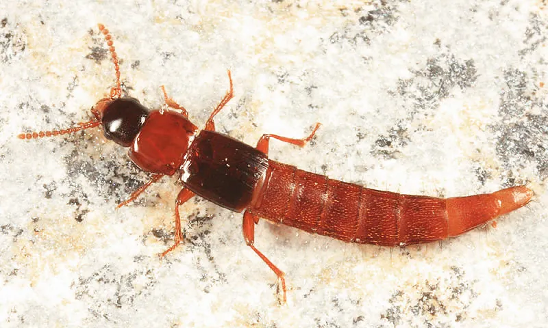 Olisthaerus substriatus - photo 2
