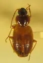 Olisthopus brevicornis - Olisthopus brevicornis