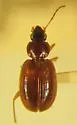 Olisthopus filicornis