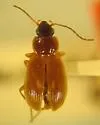 Olisthopus innuens