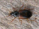 Olisthopus parmatus