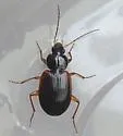 Olisthopus parmatus - photo 3