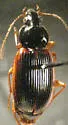 Olisthopus parmatus - photo 4