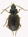 Olisthopus parmatus - photo 5