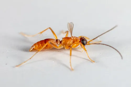 Olixon banksii