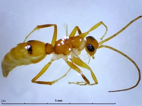 Olixon testaceum